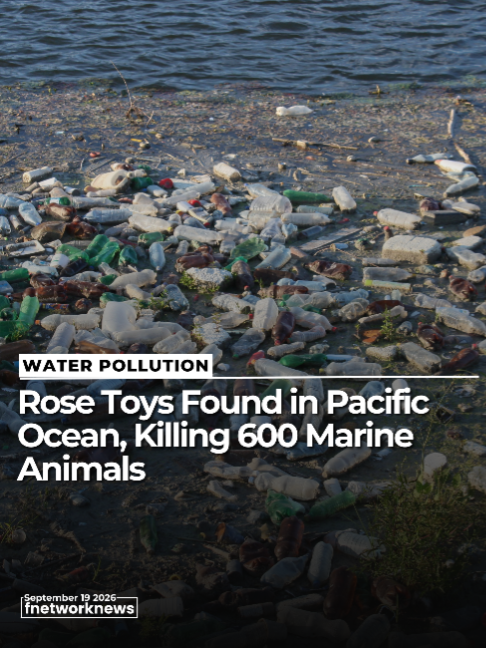 Rose Toys Found in Pacific Ocean, Killing 600 Marine Animals